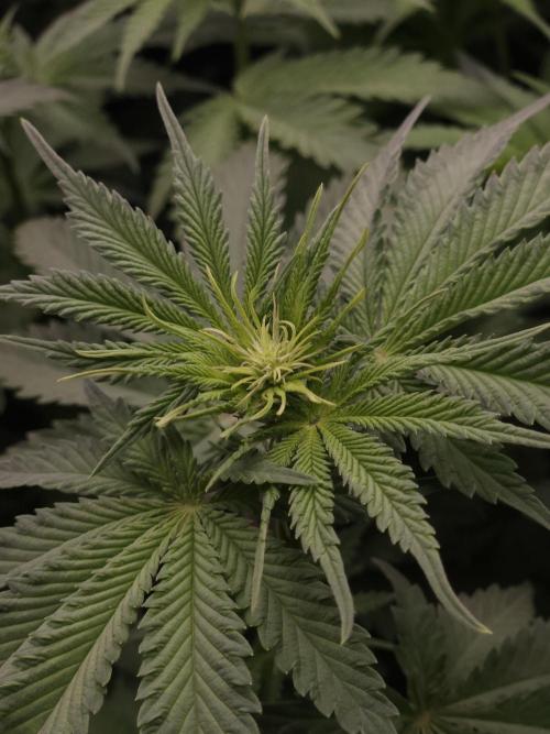 TEST GROW #WorldBreedersLab. Week 6