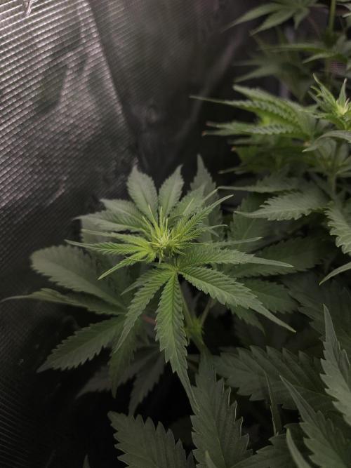 TEST GROW #WorldBreedersLab. Week 6