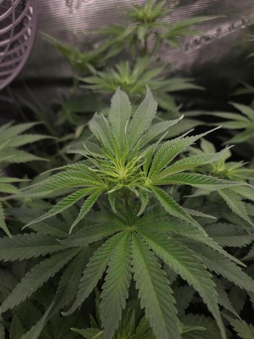 TEST GROW #WorldBreedersLab. Week 6