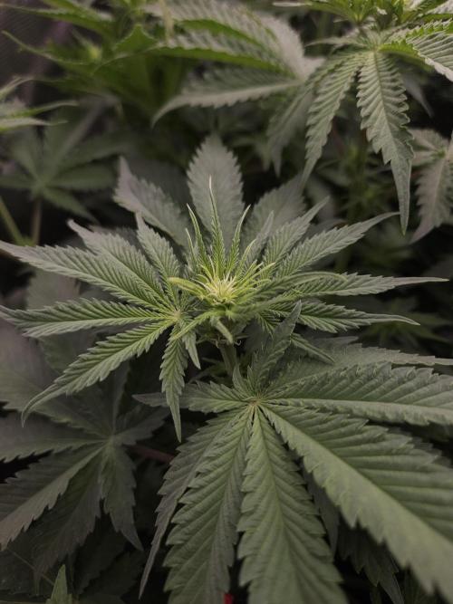 TEST GROW #WorldBreedersLab. Week 6