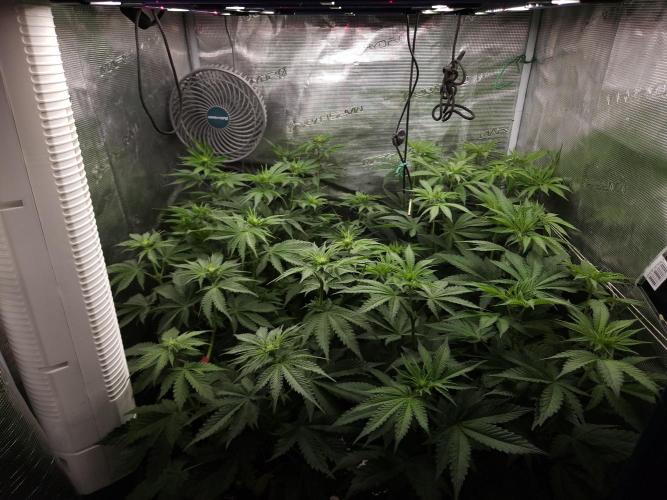 TEST GROW #WorldBreedersLab. Week 6