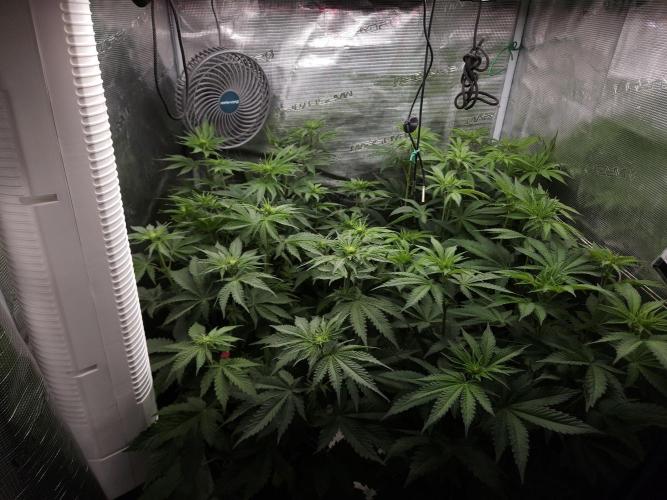 TEST GROW #WorldBreedersLab. Week 6