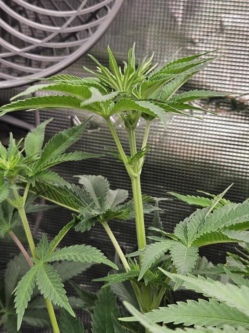 TEST GROW #WorldBreedersLab. Week 6