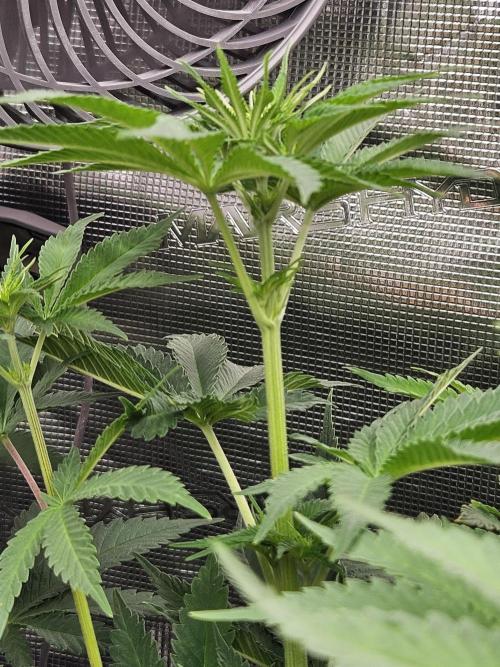 TEST GROW #WorldBreedersLab. Week 6