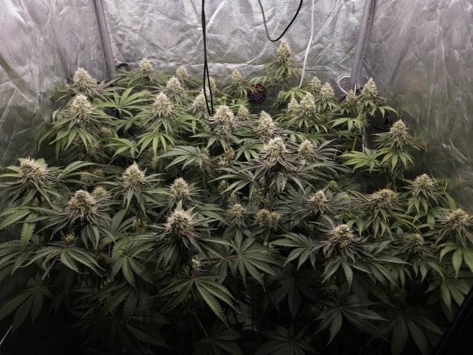 Peach Sunset. Week 10