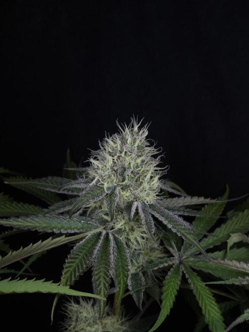 Peach Sunset. Week 10