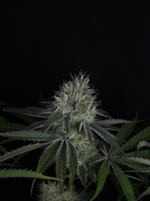 Peach Sunset. Week 10