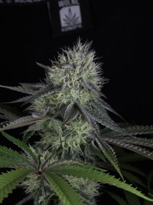 Peach Sunset. Week 10