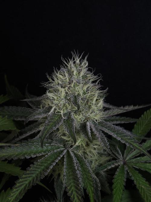 Peach Sunset. Week 10