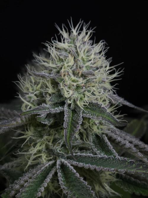 Peach Sunset. Week 10