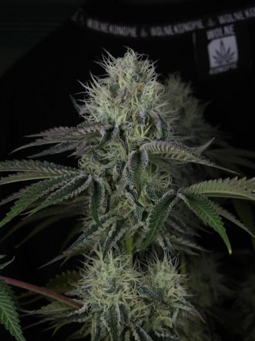 PEACH MOON CAKE. Week 10