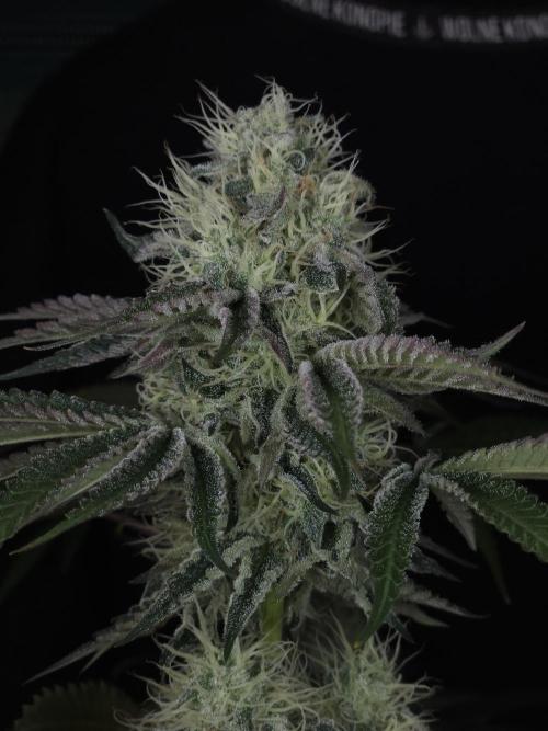 PEACH MOON CAKE. Week 10
