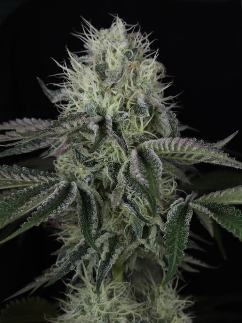 PEACH MOON CAKE. Week 10