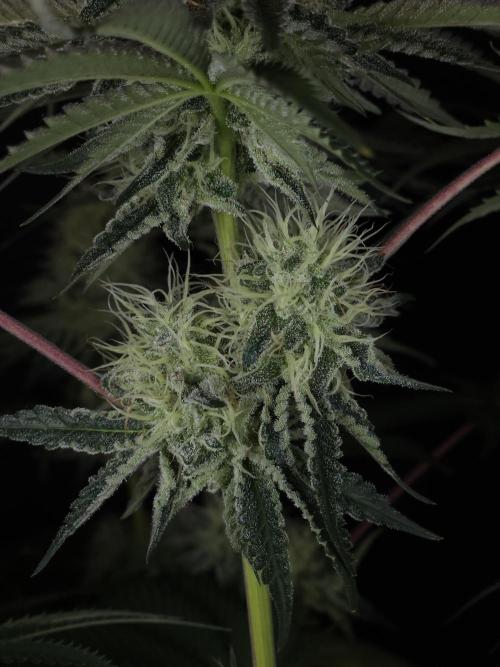 PEACH MOON CAKE. Week 10