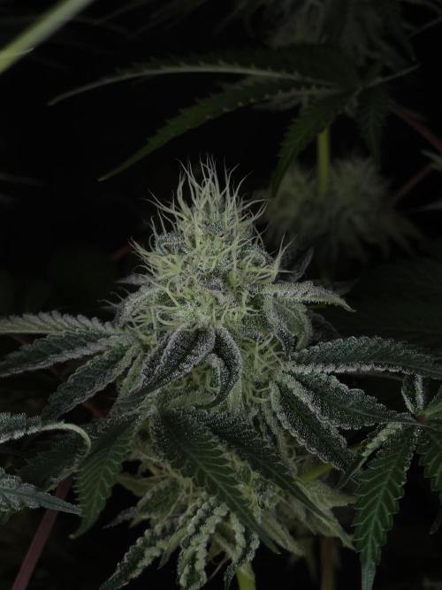 PEACH MOON CAKE. Week 10