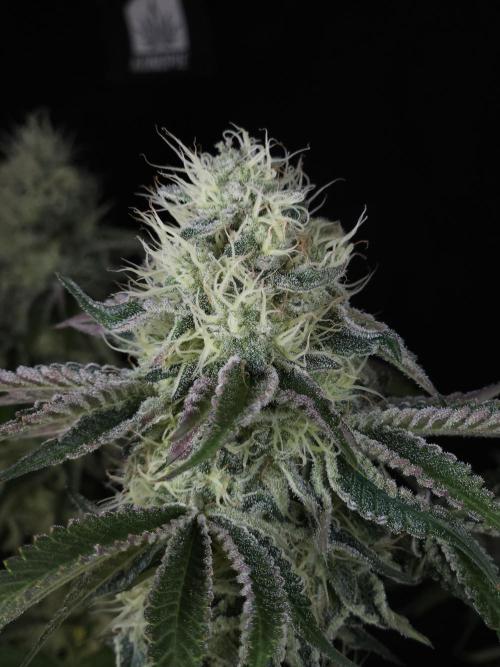 PEACH MOON CAKE. Week 10