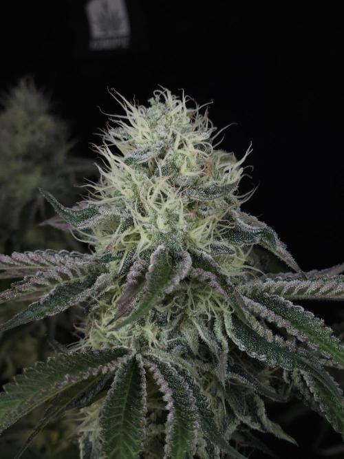 PEACH MOON CAKE. Week 10