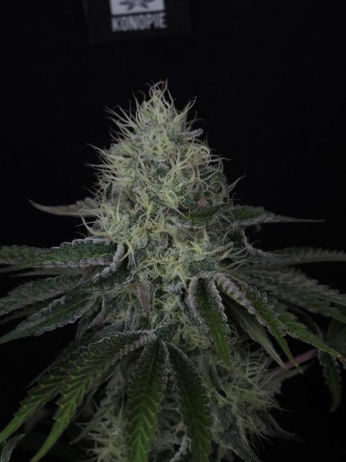 PEACH MOON CAKE. Week 10