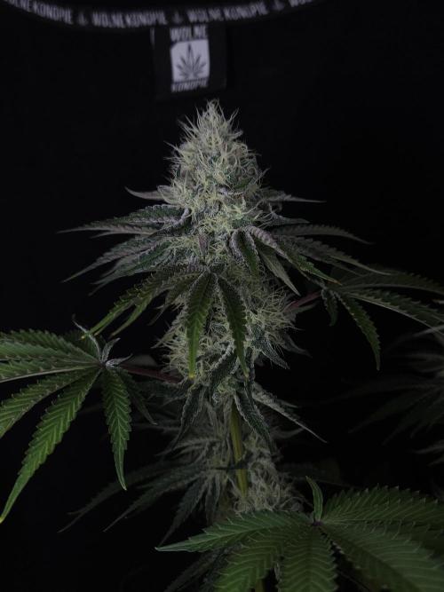 PEACH MOON CAKE. Week 10