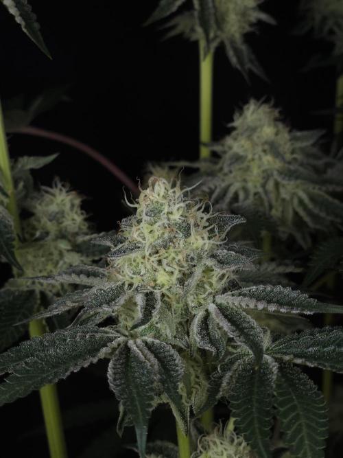 PEACH MOON CAKE. Week 10