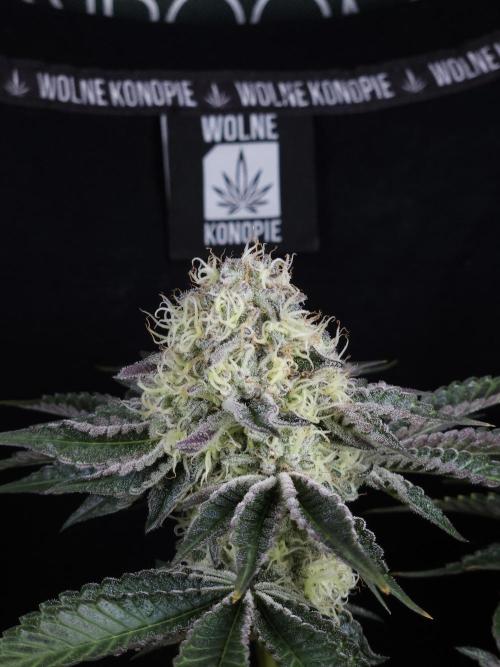 PEACH MOON CAKE. Week 10