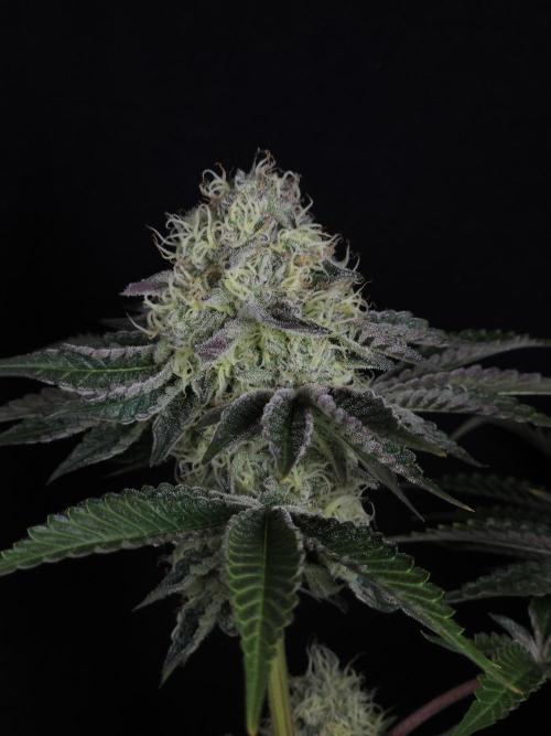 PEACH MOON CAKE. Week 10