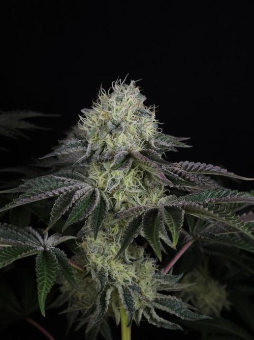 PEACH MOON CAKE. Week 10