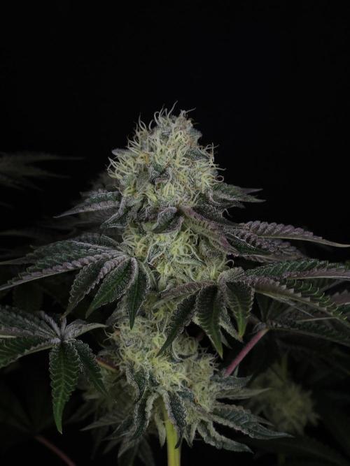 PEACH MOON CAKE. Week 10