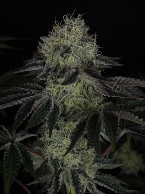 PEACH MOON CAKE. Week 10