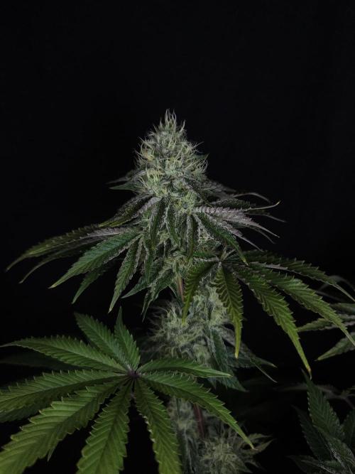 CHILLATOZZ. Week 10