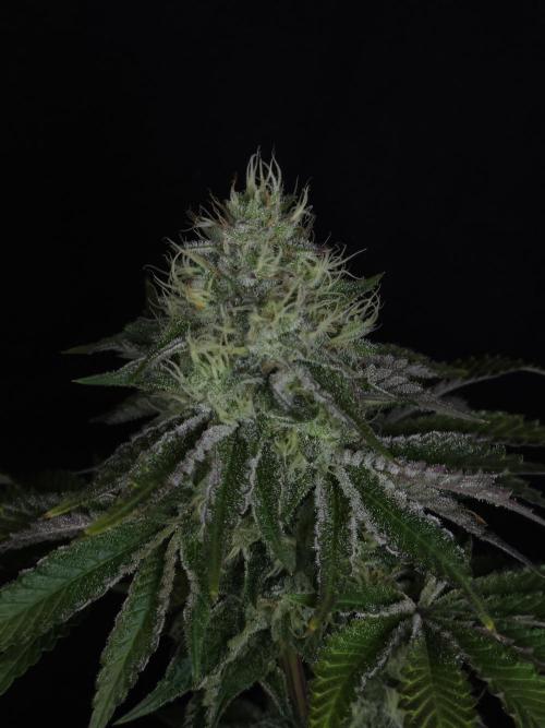CHILLATOZZ. Week 10