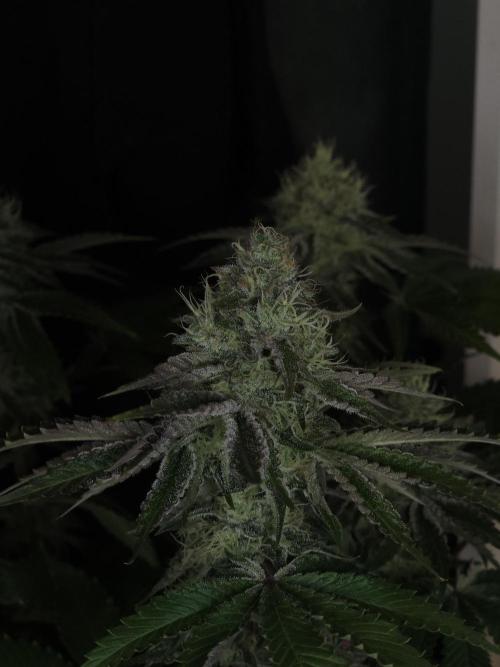 CHILLATOZZ. Week 10
