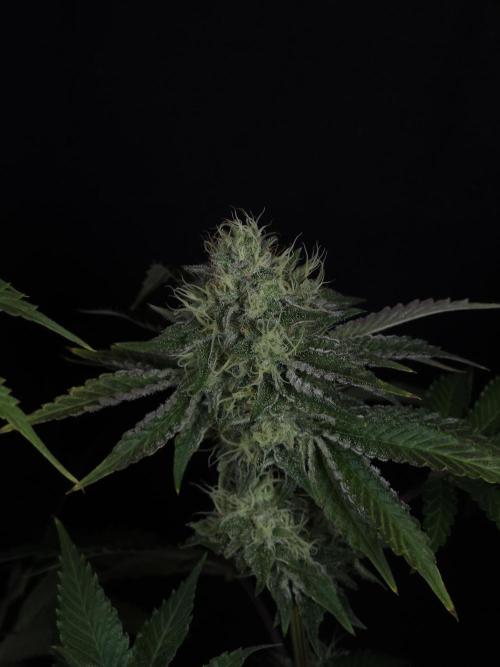 CHILLATOZZ. Week 10