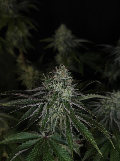 CHILLATOZZ. Week 10