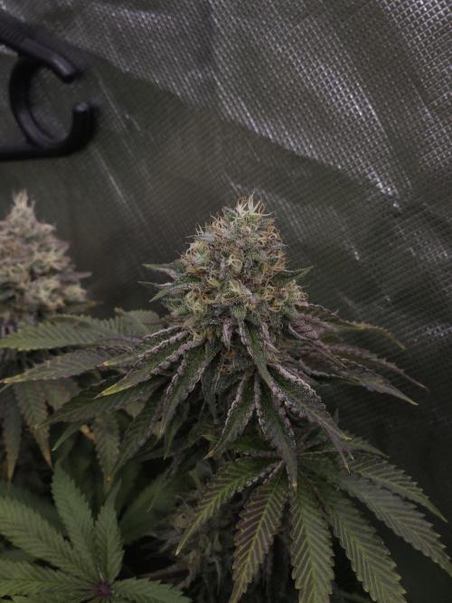 CHILLATOZZ. Week 11