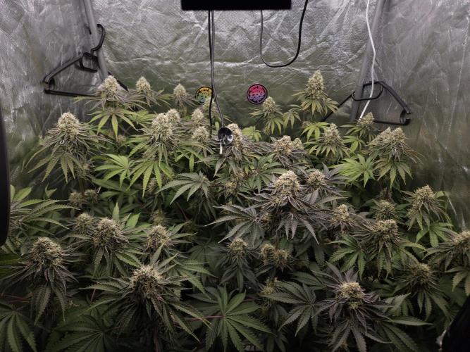 Chillatozz. Week 11