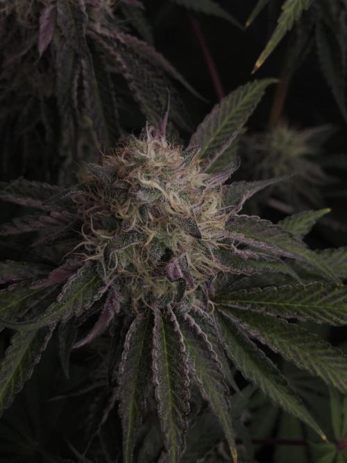 PEACH MOON CAKE. Week 11