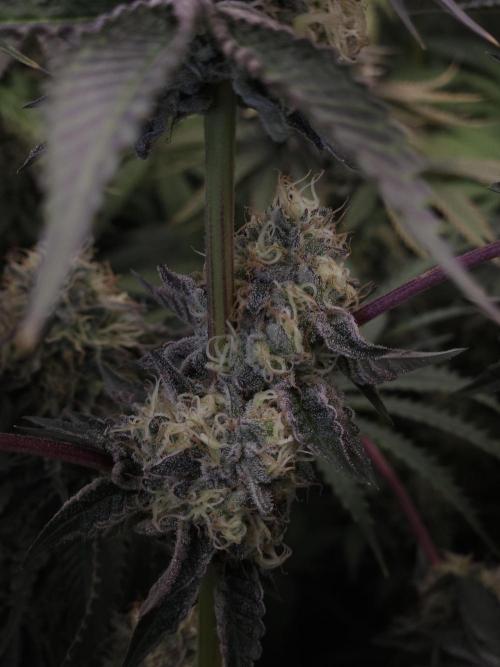 PEACH MOON CAKE. Week 11