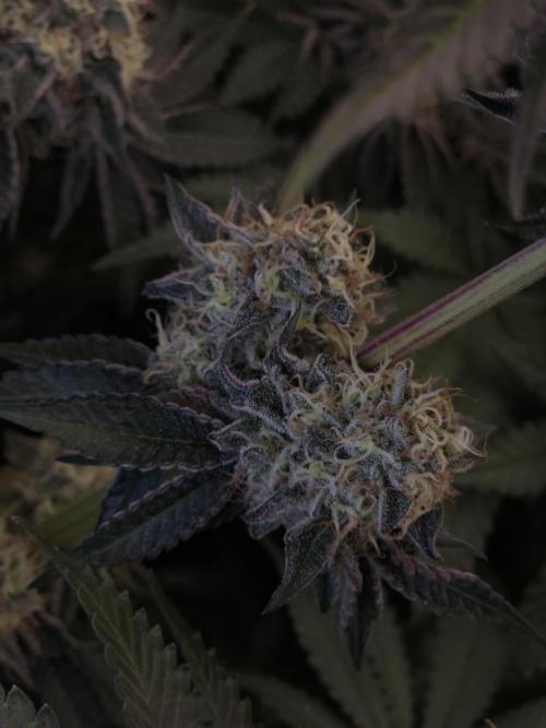 PEACH MOON CAKE. Week 11