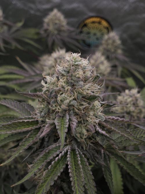 PEACH MOON CAKE. Week 11