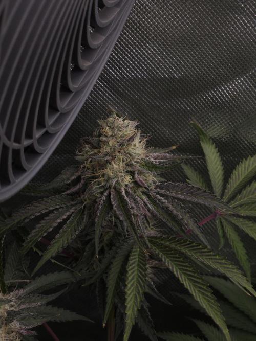 PEACH MOON CAKE. Week 11