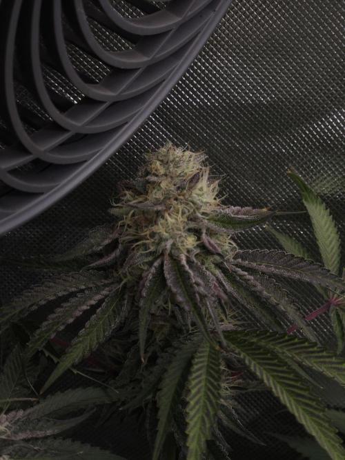 PEACH MOON CAKE. Week 11