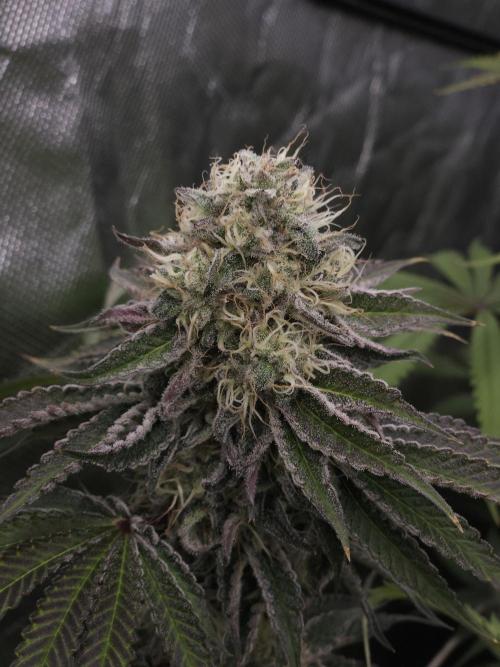 PEACH MOON CAKE. Week 11