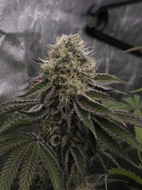 PEACH MOON CAKE. Week 11
