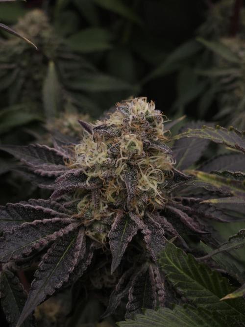 PEACH MOON CAKE. Week 11