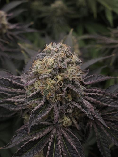 PEACH MOON CAKE. Week 11