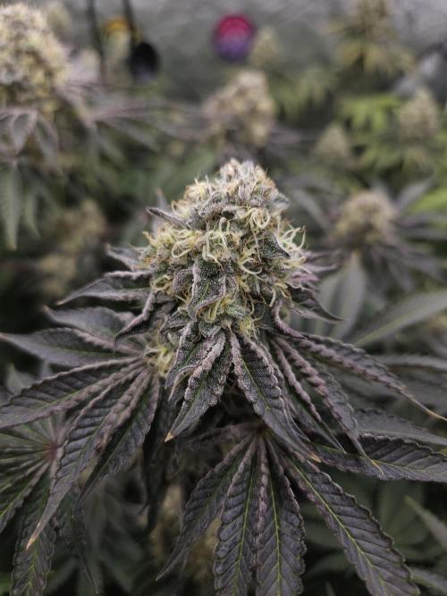 PEACH MOON CAKE. Week 11
