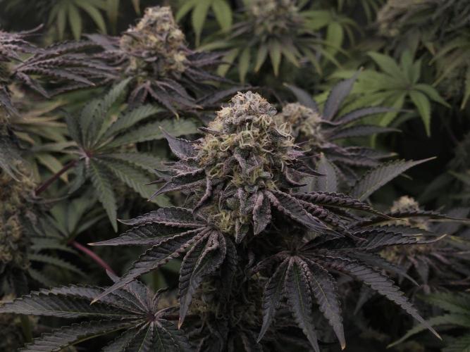 PEACH MOON CAKE. Week 11