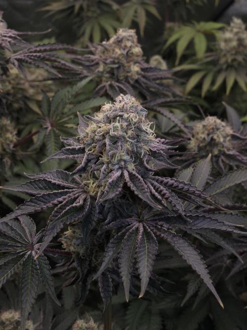 PEACH MOON. Week 11