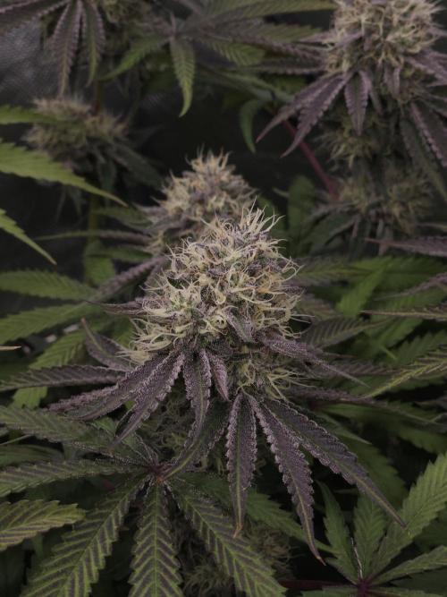 Peach Sunset. Week 11